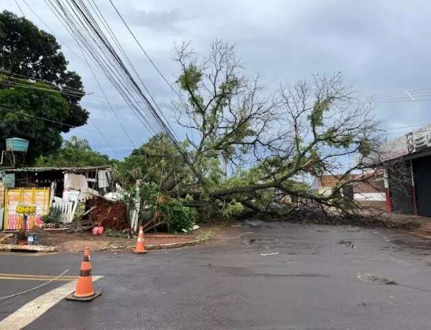 Lei federal autoriza corte de árvores se prefeitura demorar a responder morador