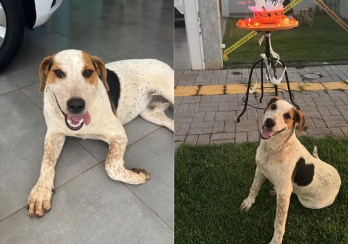 Cachorro comunitário é morto a tiro em Toledo, no Paraná
