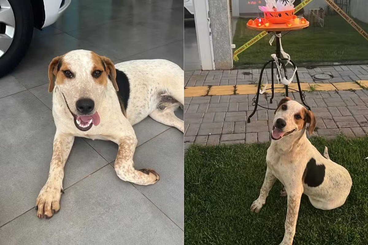 Cachorro comunitário é morto a tiro em Toledo, no Paraná