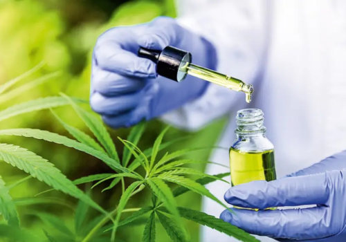 Anvisa apresenta proposta para regulamentar produção de cannabis medicinal no Brasil