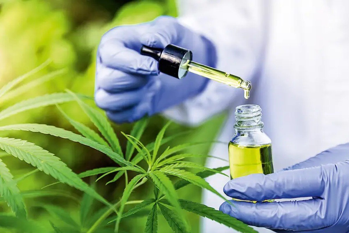 Anvisa apresenta proposta para regulamentar produção de cannabis medicinal no Brasil