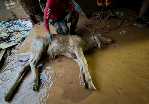 Voluntários e bombeiros atuam na retirada de animais de áreas atingidas por chuvas em MG