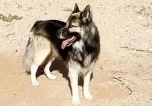 Cão é adotado após vagar sozinho em deserto dos EUA por família ser deportada por agentes do ICE