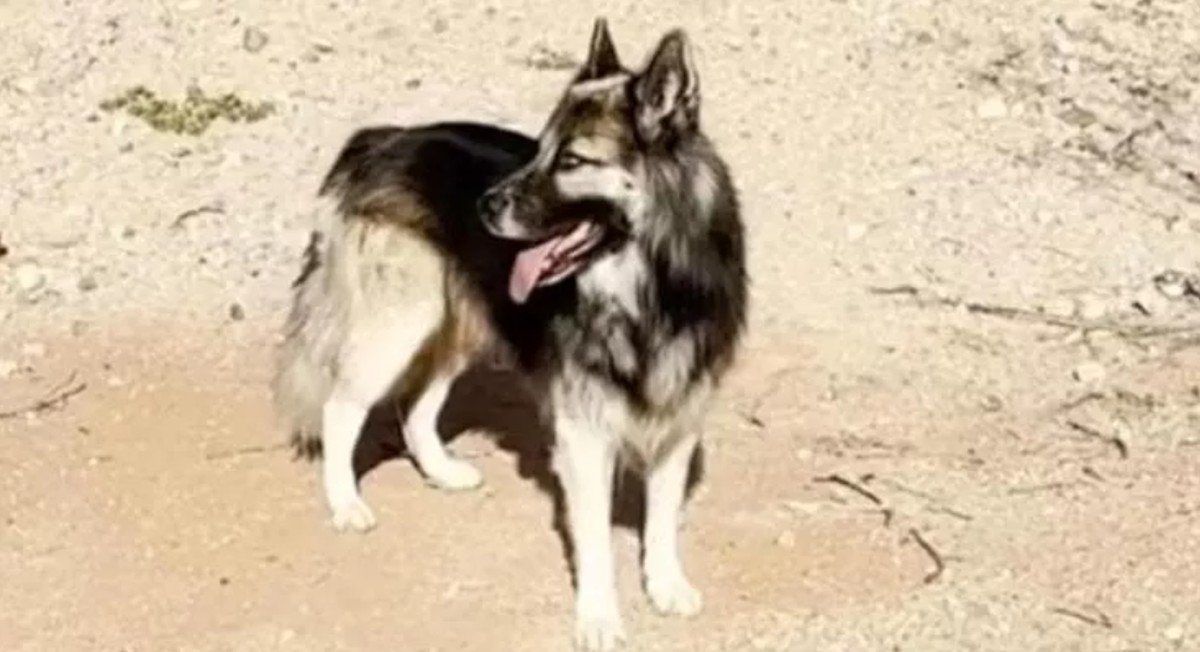 Cão é adotado após vagar sozinho em deserto dos EUA por família ser deportada por agentes do ICE