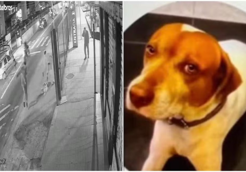 PM é identificado como suspeito de matar cachorro comunitário com sete tiros