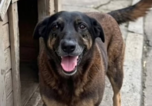 Adolescente antes apontado como suspeito vira testemunha no caso que investiga a morte do cão Orelha