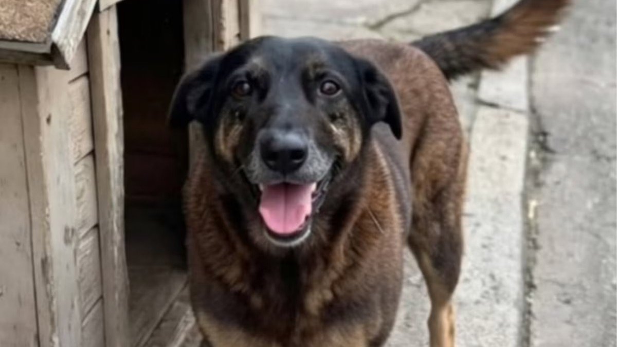 Adolescente antes apontado como suspeito vira testemunha no caso que investiga a morte do cão Orelha