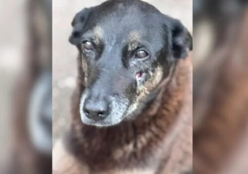 Caso Orelha: Software francês ajudou polícia a localizar suspeito no caso em Florianópolis