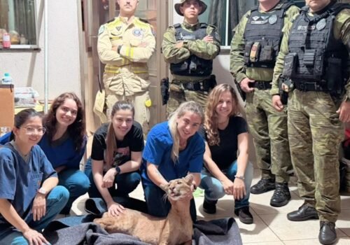 VÍDEO: Moradores encontram onça-parda dentro de casa em Maringá