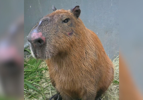 Capivara agredida por grupo de homens no Rio apresenta melhora clínica