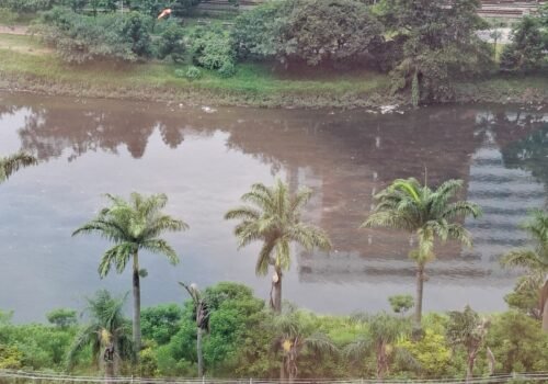Vazamento de esgoto deixa Rio Pinheiros com água escura pela segunda vez em menos de um ano