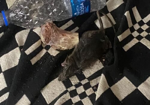 Infestação de ratos assusta moradores de rua de Oswaldo Cruz, na Zona Norte do Rio