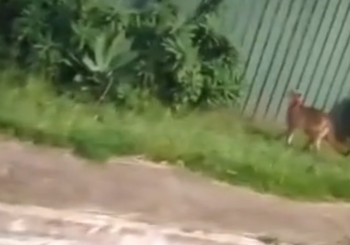 Onça-parda avistada há uma semana morre após ser atropelada no DF; veja vídeo