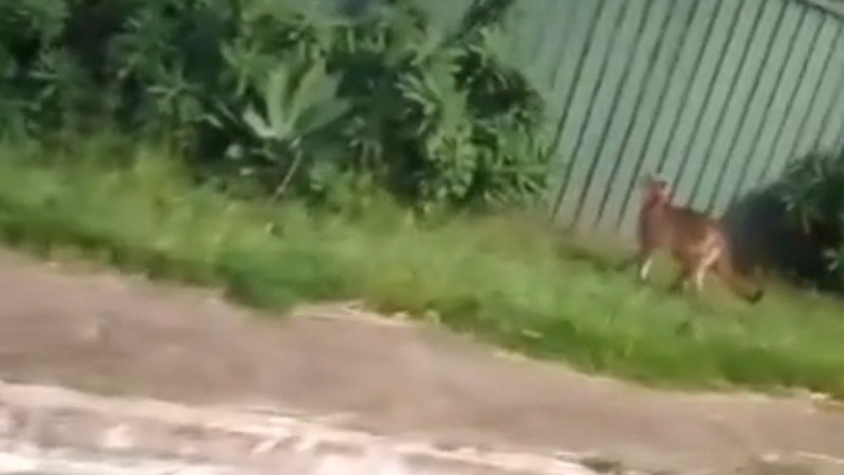 Onça-parda avistada há uma semana morre após ser atropelada no DF; veja vídeo