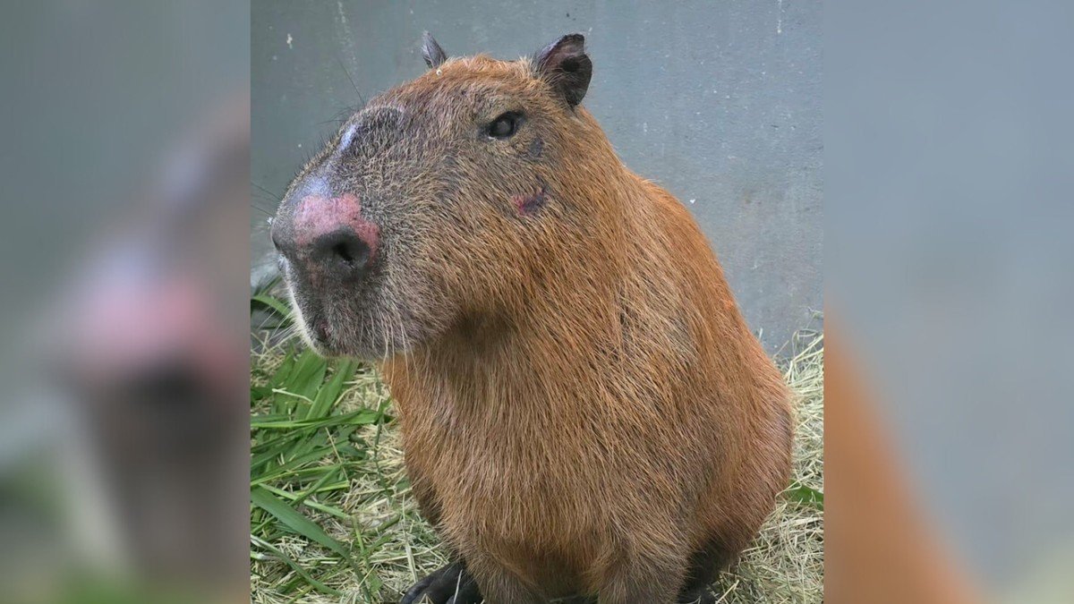 MPRJ denuncia seis por crime ambiental e maus-tratos contra capivara