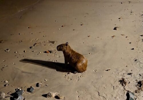 Capivara é flagrada entrando no mar na Ilha do Governador