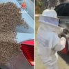 Enxame de milhares de abelhas é retirado de carro no Distrito Federal; veja vídeos