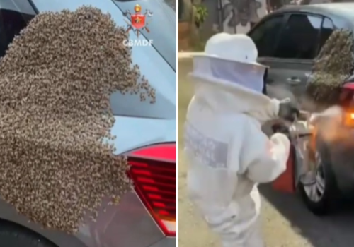 Enxame de milhares de abelhas é retirado de carro no Distrito Federal; veja vídeos