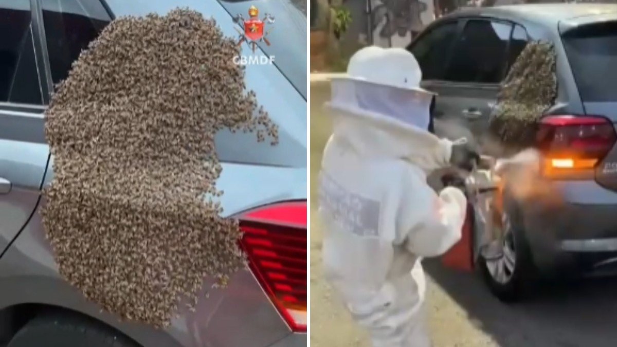 Enxame de milhares de abelhas é retirado de carro no Distrito Federal; veja vídeos