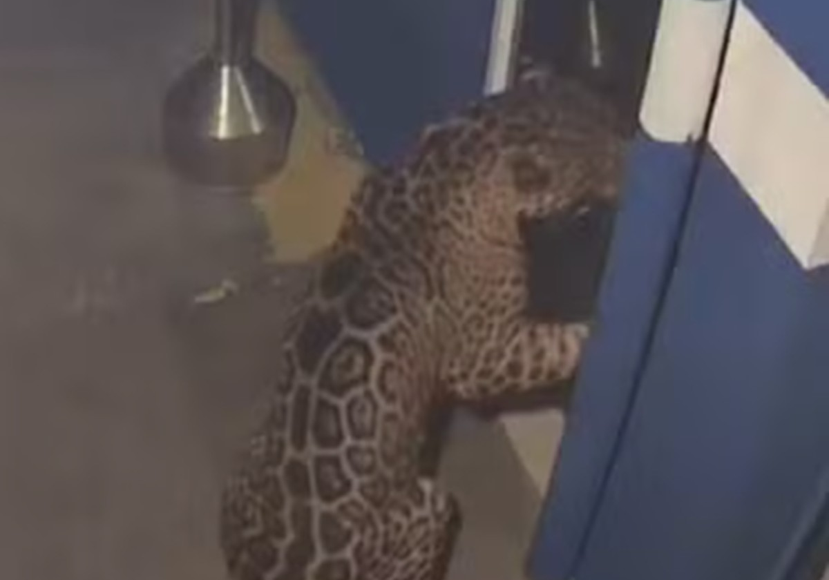 Onça-pintada é flagrada por câmeras e mobiliza força-tarefa do IBAMA no Paraná