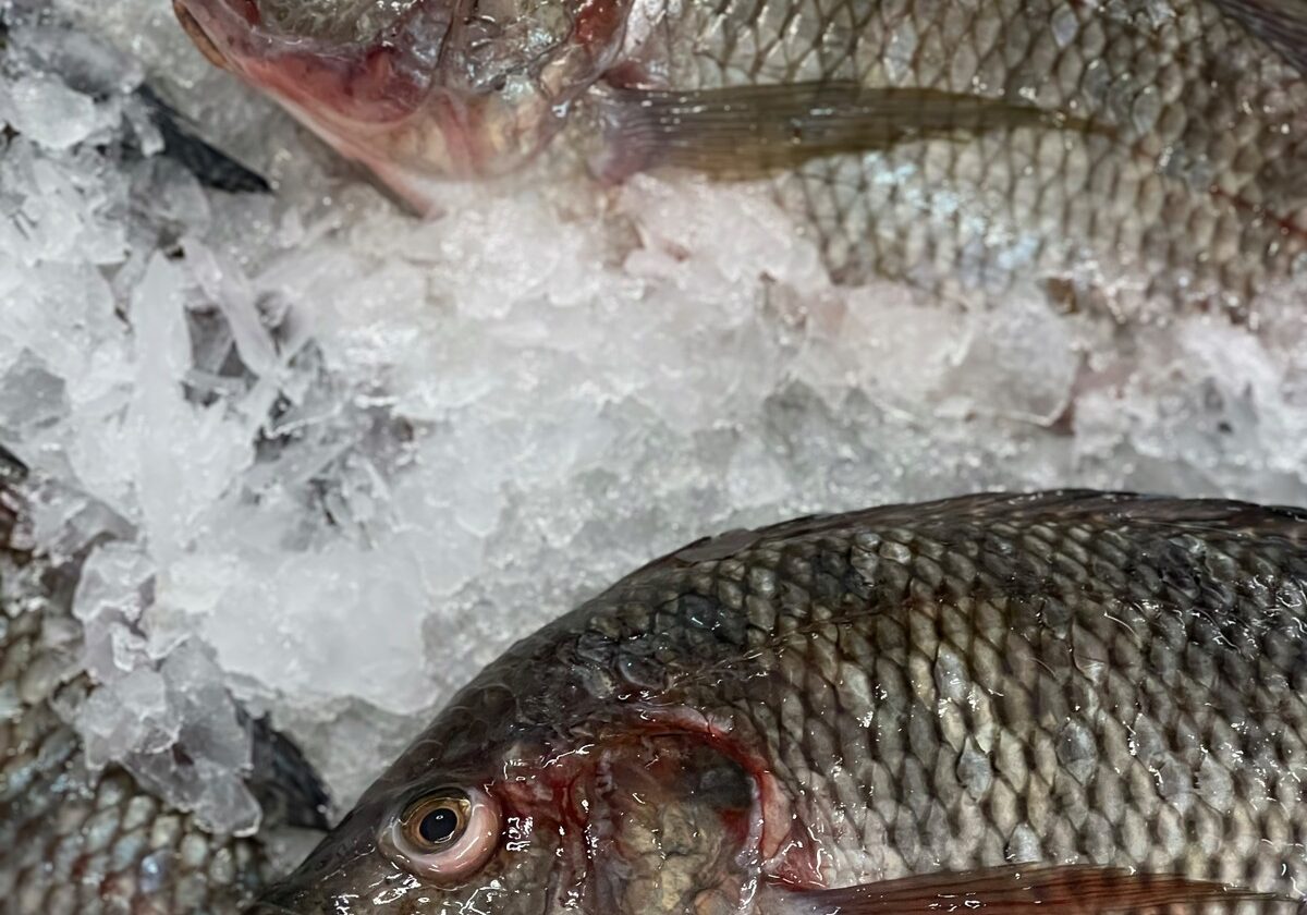 Setor de pescados do Brasil pode perder US$ 600 milhões com tarifaço dos EUA