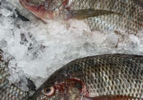 Setor de pescados do Brasil pode perder US$ 600 milhões com tarifaço dos EUA