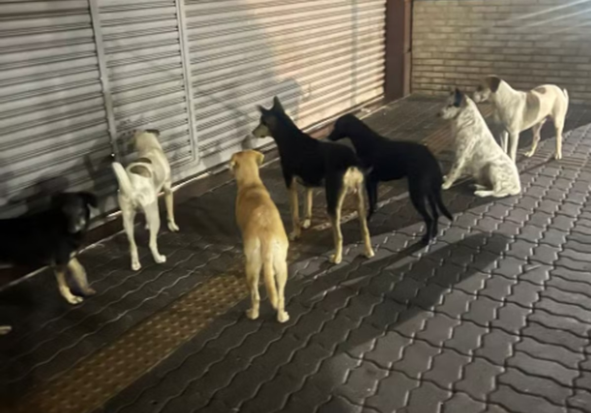 Polícia tenta identificar homem que abandonou sete cães na entrada do Madureira Shopping