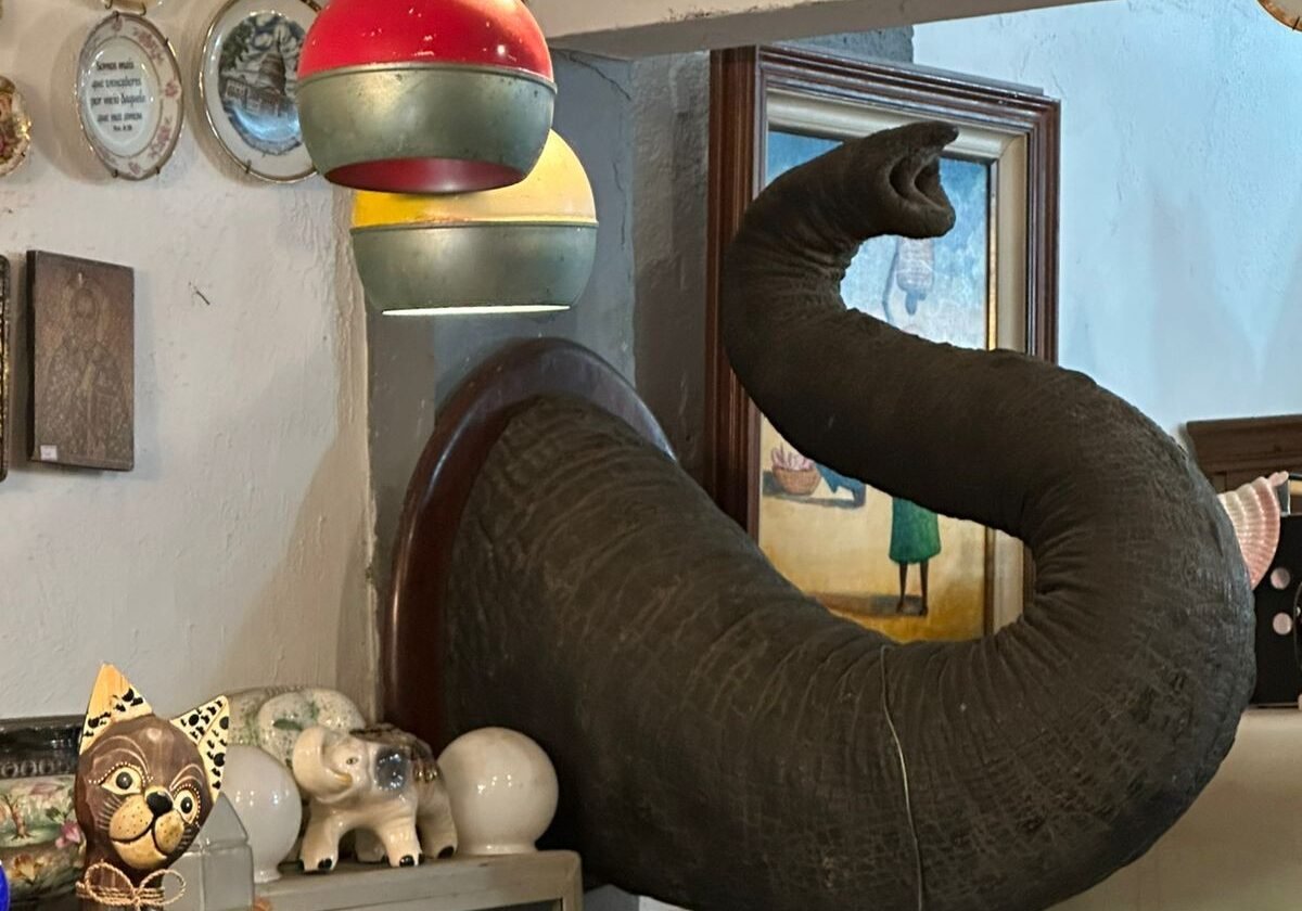 PF apreende tromba de elefante suspeita de comércio ilegal em antiquário no Rio