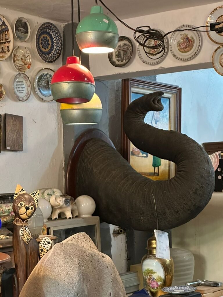 PF apreende tromba de elefante suspeita de comércio ilegal em antiquário no Rio