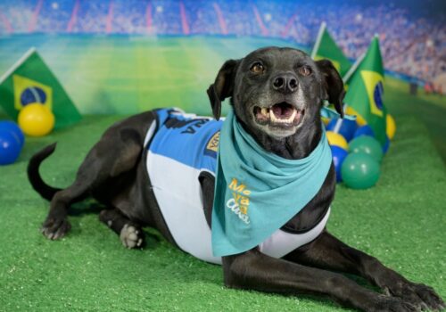 Neydog, Cãozemiro e Vini Dog Jr.: abrigos usam a Copa do Mundo para incentivar adoção de pets