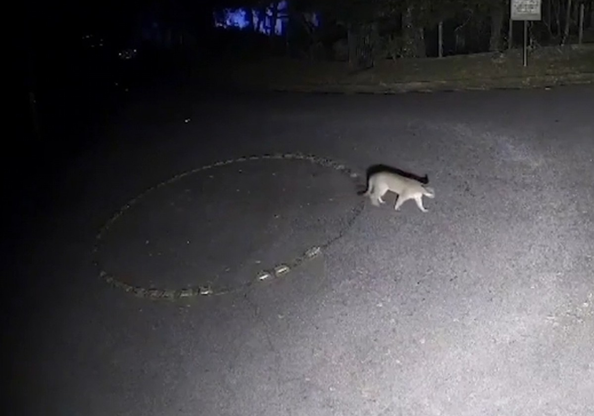 Cachorro atacado por onça-parda na  Zona Norte de SP passará por segunda cirurgia